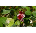 FEIJOA sellowiana