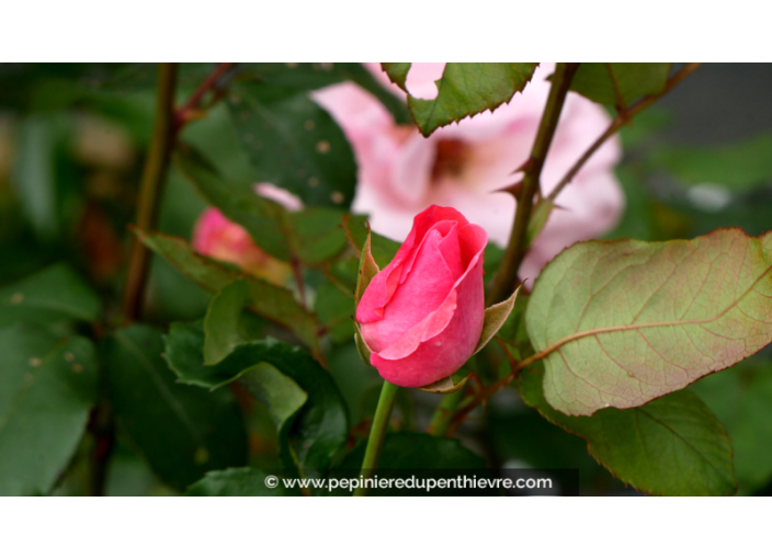 ROSIER 'Queen Elisabeth'®