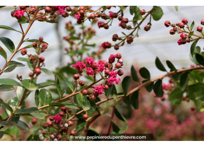 LAGERSTROEMIA indica 'Braise d'été'®