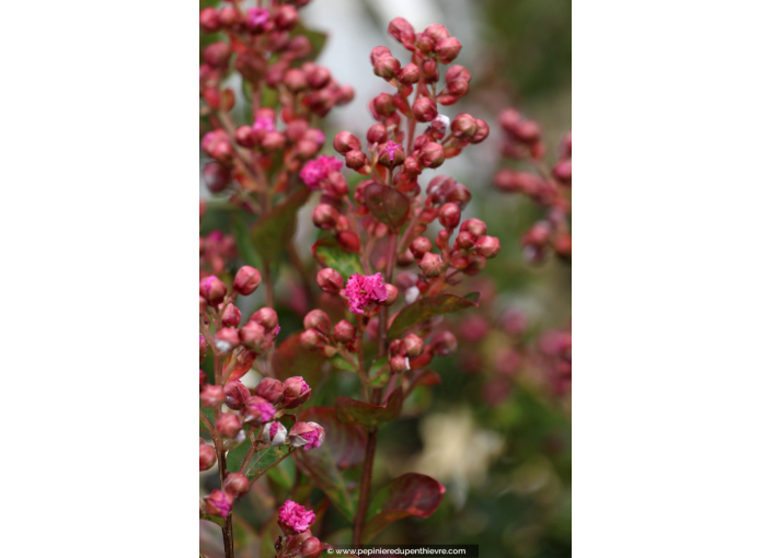 LAGERSTROEMIA 'Fuchsia d'été', Lilas des Indes rose - Pépinière du Penthièvre