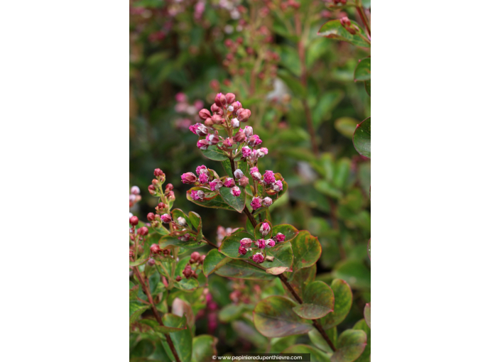 LAGERSTROEMIA 'Fuchsia d'été', Lilas des Indes rose - Pépinière du Penthièvre