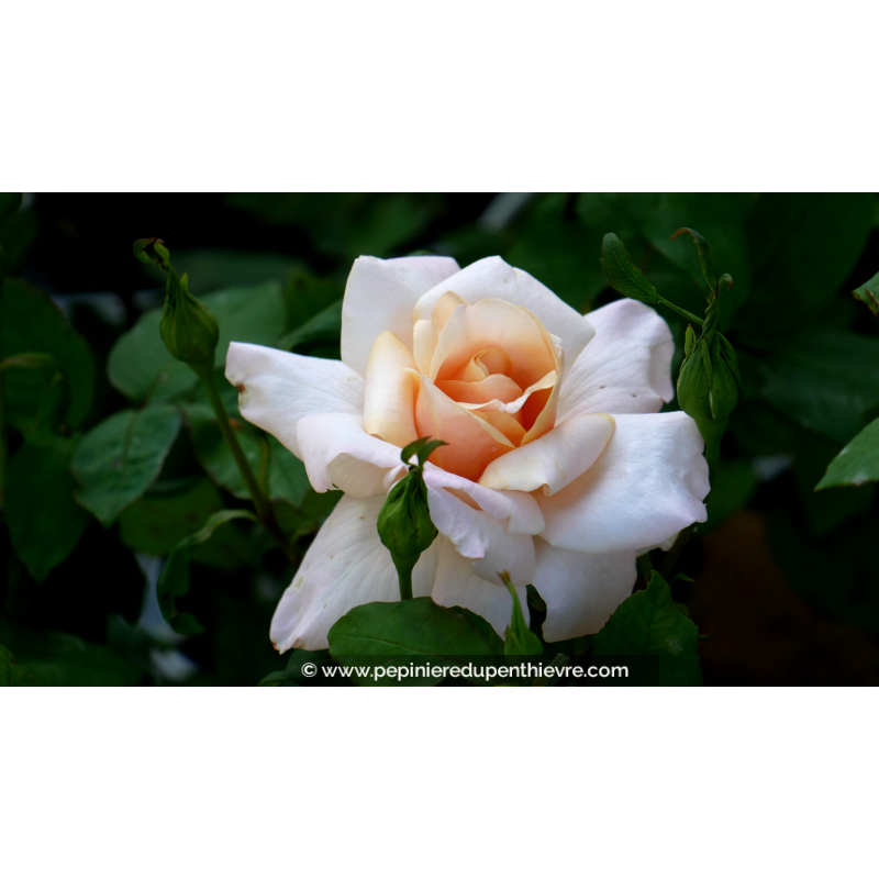 ROSIER 'Michèle Meilland'®