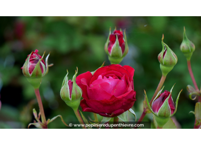 ROSIER 'Noémie de Rothschild'®, rouge, Laperrière - Pépinière du Penthièvre