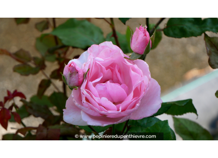 ROSIER 'Queen Elizabeth'®