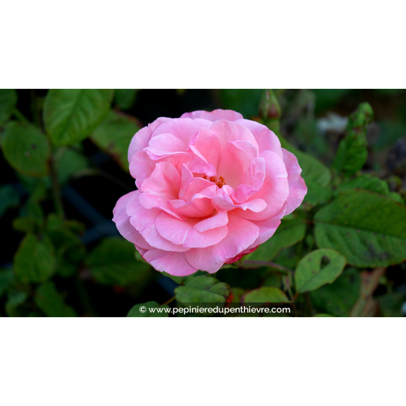 ROSIER 'Queen Elizabeth'®