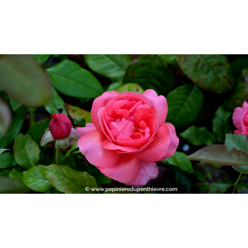 ROSIER 'Special Anniversary'®