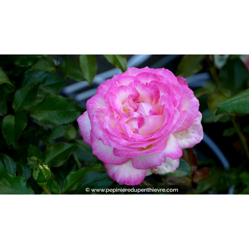 ROSIER 'Sweet Delight'®
