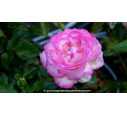 ROSIER 'Sweet Delight'®