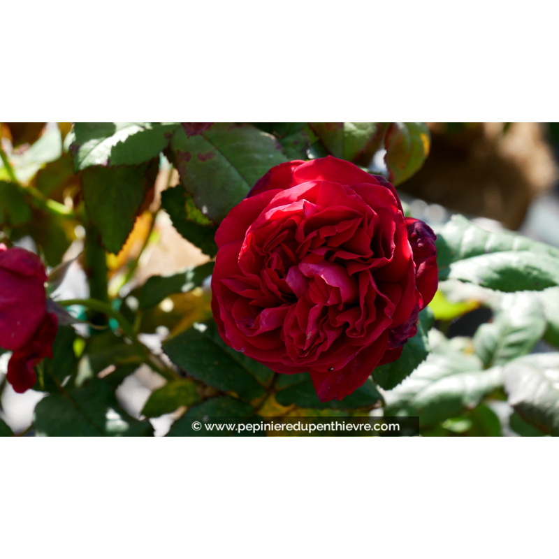 ROSIER 'You and Me'®