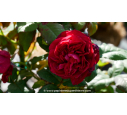 ROSIER 'You and Me'® ROSIER 'You and Me'®