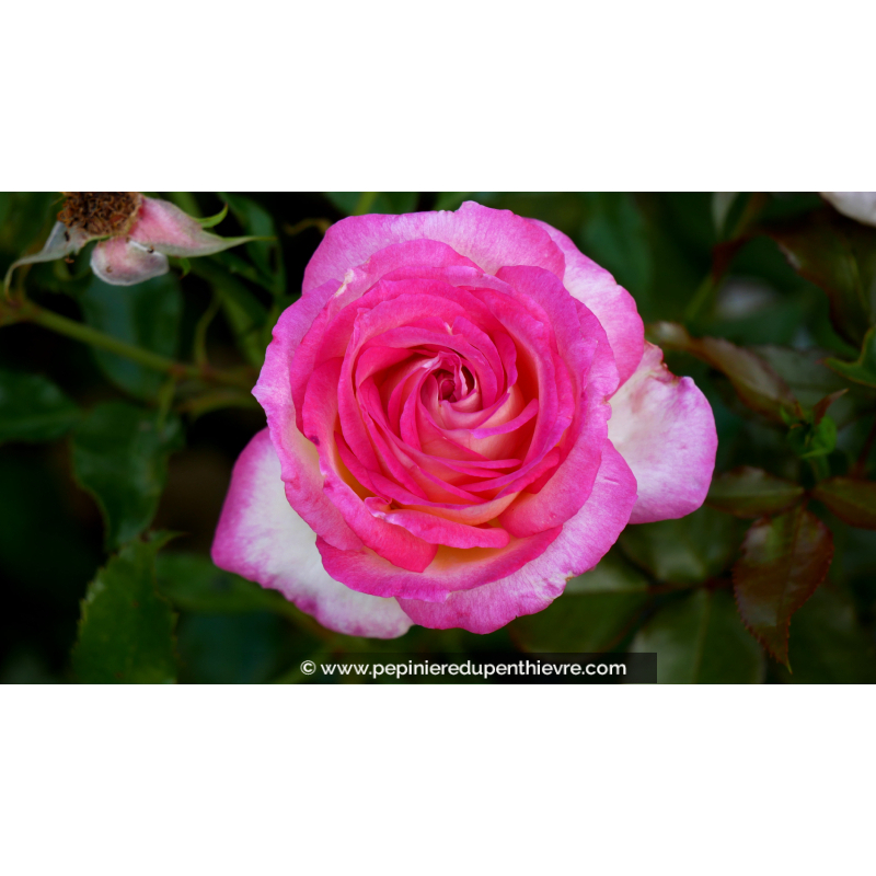 ROSIER 'Parfum de Nantes'®