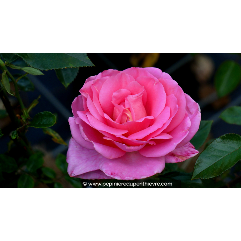 ROSIER 'Rose du Mérite'®