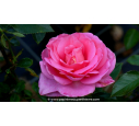 ROSIER 'Rose du Mérite'® ROSIER 'Rose du Mérite'®