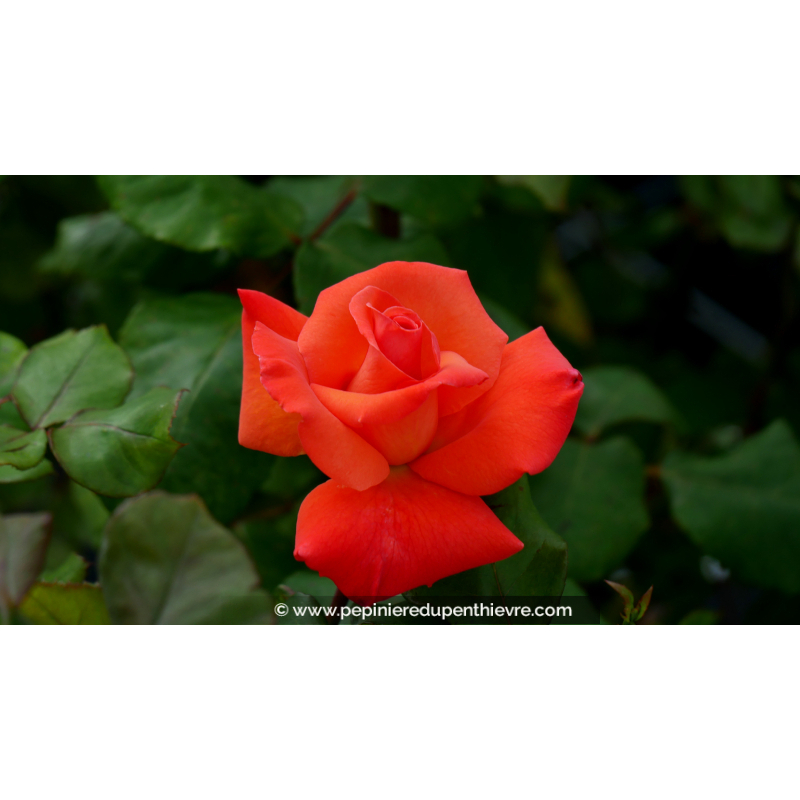 ROSIER 'Christophe Colomb'®