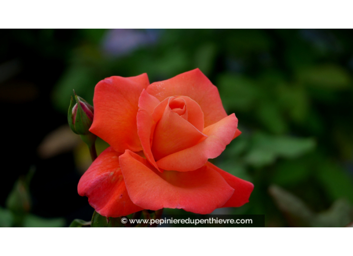 ROSIER 'Christophe Colomb'®