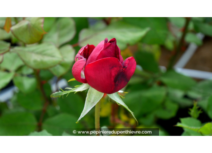 ROSIER 'Jubilé Papa Meilland'®