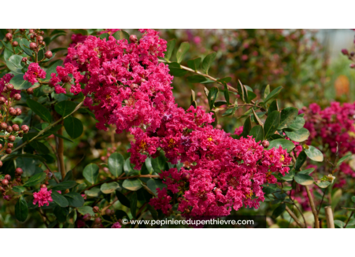 LAGERSTROEMIA indica 'Braise d'été'®