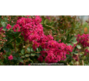 LAGERSTROEMIA indica 'Braise d'été'®