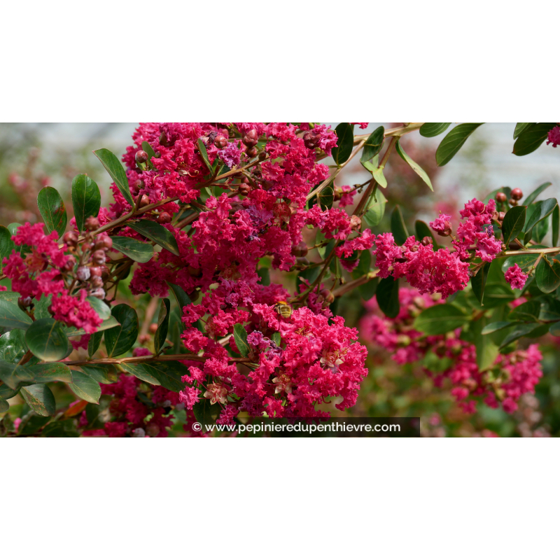 LAGERSTROEMIA indica 'Braise d'été'®