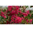 LAGERSTROEMIA indica 'Braise d'été'®