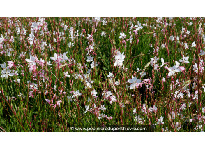 GAURA lindheimeri GAURA lindheimeri
