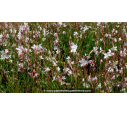 GAURA lindheimeri GAURA lindheimeri