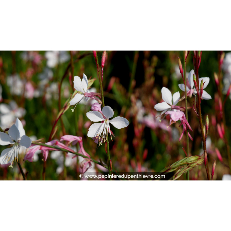 GAURA lindheimeri