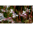 GAURA lindheimeri GAURA lindheimeri
