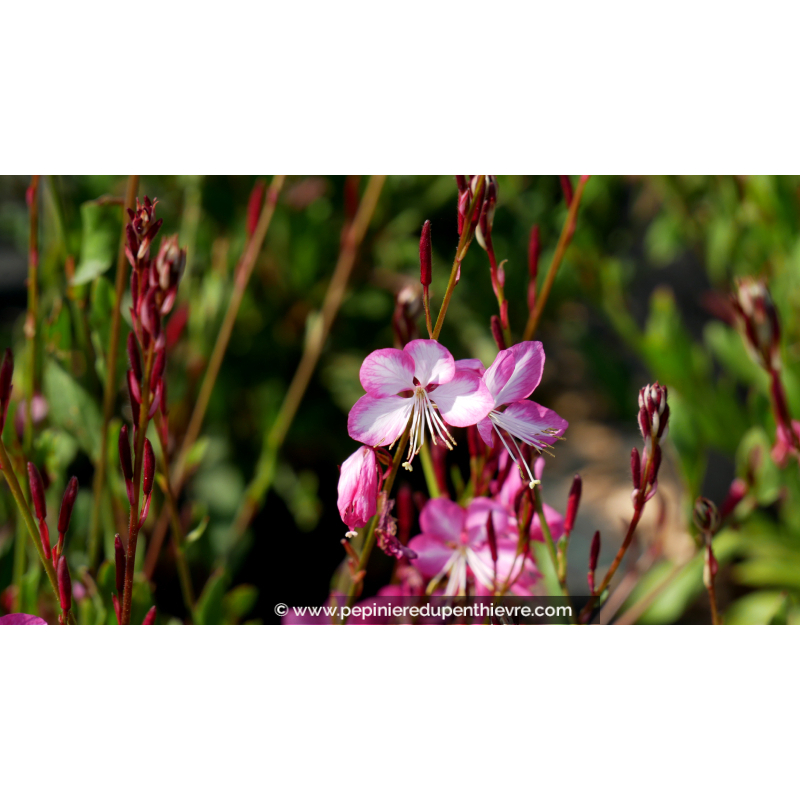 GAURA lindheimeri 'Rosy Jane'
