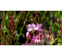 GAURA lindheimeri 'Rosy Jane' GAURA lindheimeri 'Rosy Jane'