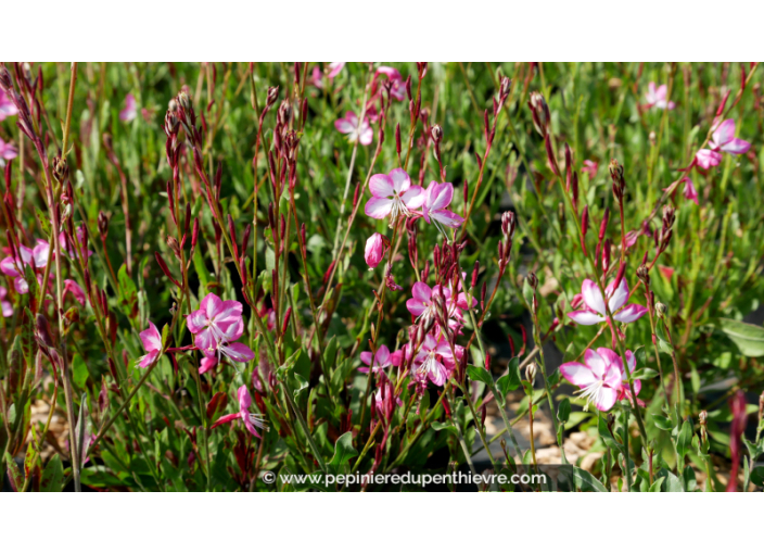 GAURA lindheimeri 'Rosy Jane' GAURA lindheimeri 'Rosy Jane'