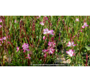 GAURA lindheimeri 'Rosy Jane' GAURA lindheimeri 'Rosy Jane'
