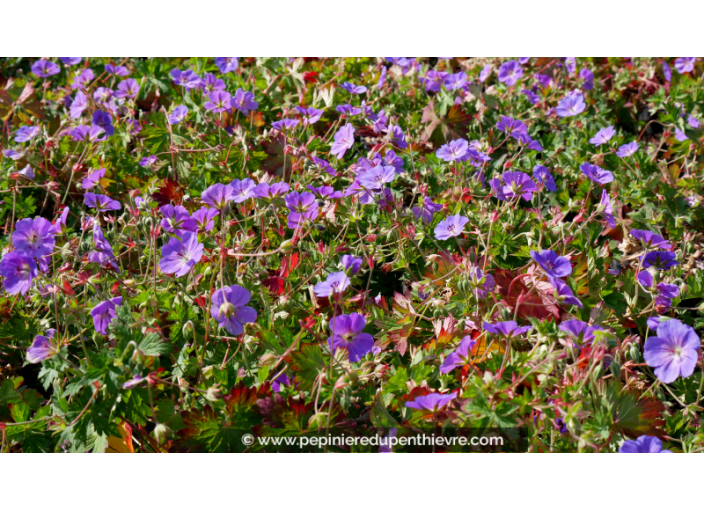 GERANIUM 'Rozanne'®