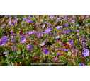 GERANIUM 'Rozanne'®