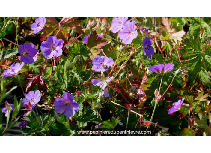 GERANIUM 'Rozanne'®