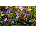 GERANIUM 'Rozanne'®