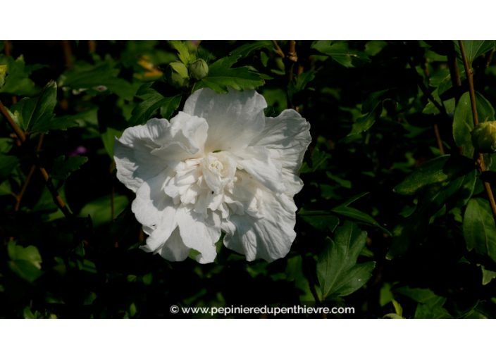 HIBISCUS syriacus 'White Chiffon'®, éclatant - Pépinière du