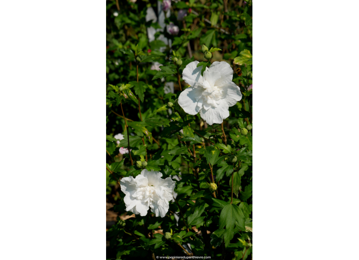 洋書 La floraison des philosophes syriaques Hibiscus de Syrie 'Lavender Chiffon' | Bakker.com