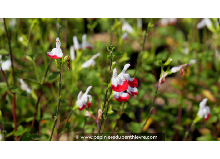 SALVIA microphylla 'Hot Lips' SALVIA microphylla 'Hot Lips'