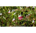 SALVIA microphylla 'Hot Lips' SALVIA microphylla 'Hot Lips'