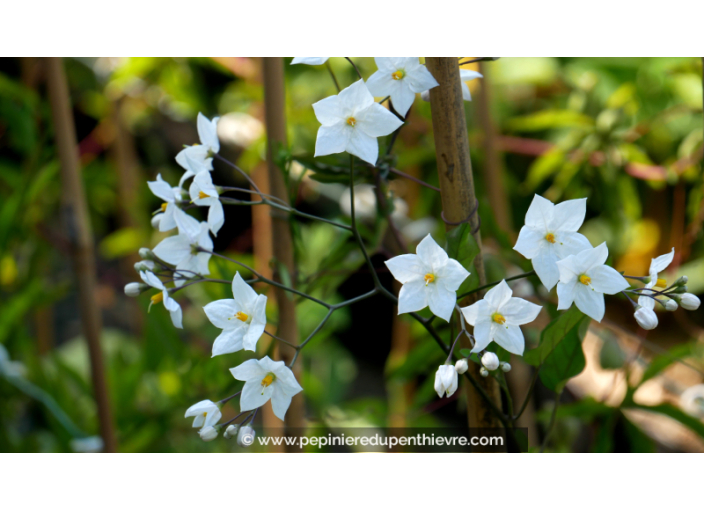 SOLANUM jasminoïdes 'Album' SOLANUM jasminoïdes 'Album'