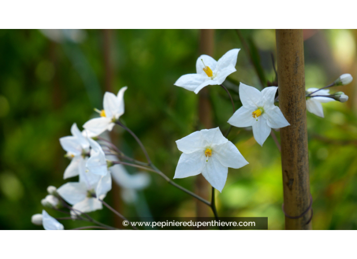 SOLANUM jasminoïdes 'Album' SOLANUM jasminoïdes 'Album'