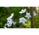 SOLANUM jasminoïdes 'Album' SOLANUM jasminoïdes 'Album'