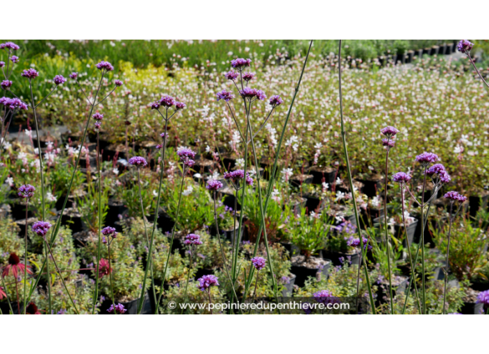 VERBENA bonariensis VERBENA bonariensis