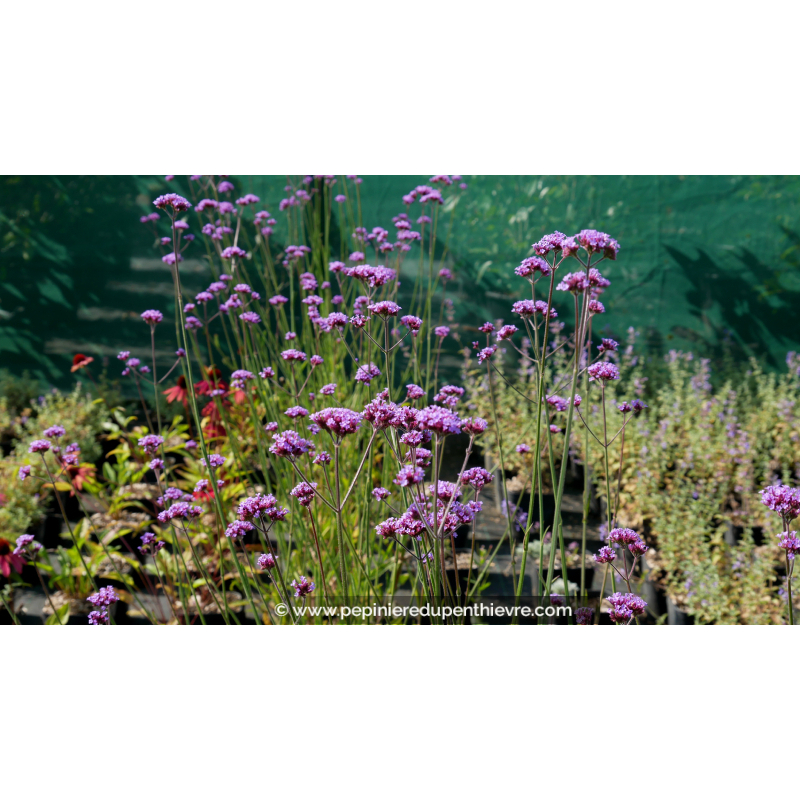 VERBENA bonariensis