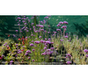 VERBENA bonariensis VERBENA bonariensis