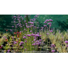 VERBENA bonariensis
