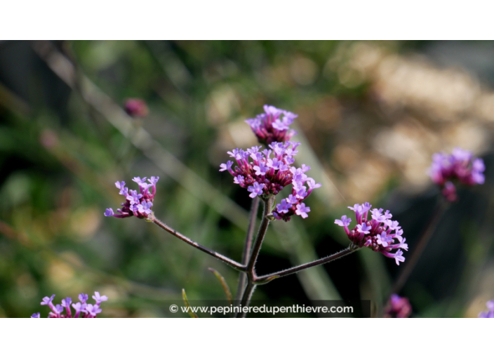 VERBENA bonariensis 'Lollipop'®