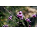 VERBENA bonariensis 'Lollipop'®