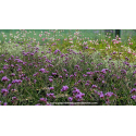 VERBENA bonariensis 'Lollipop'®
VERBENA bonariensis \'Lollipop\'